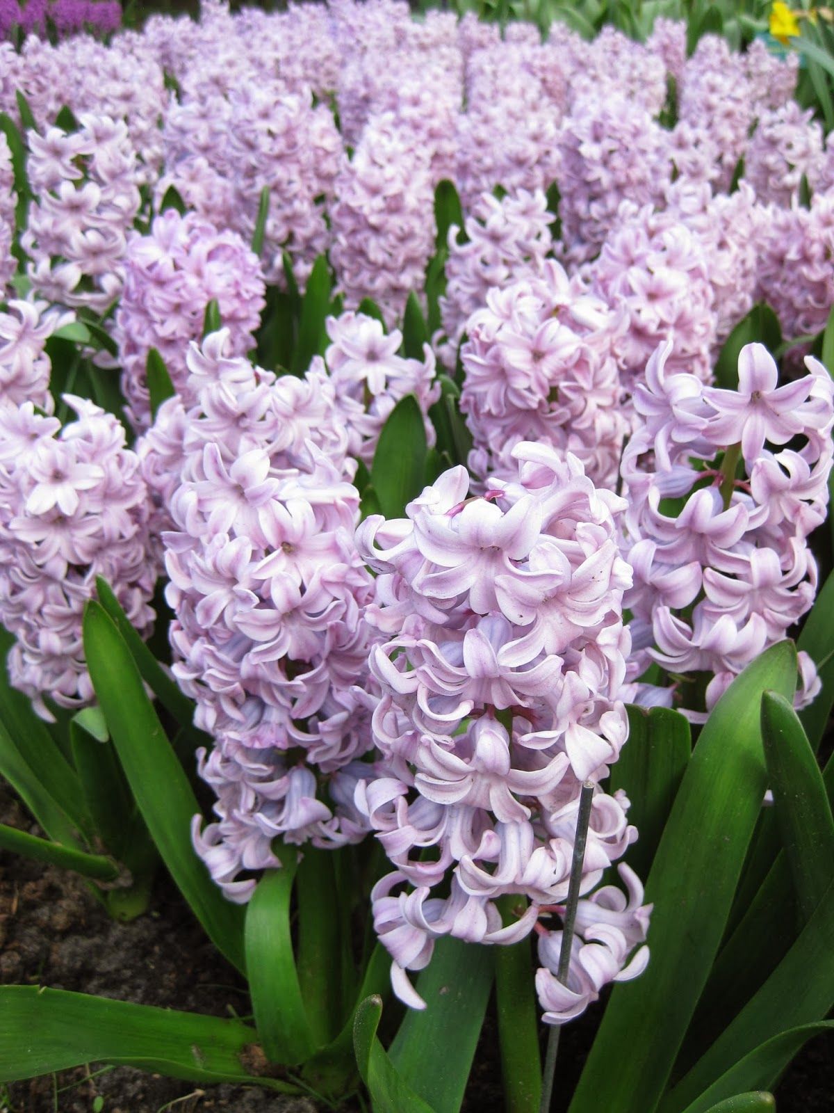 Hyacinthus orientalis 'Top Hit'